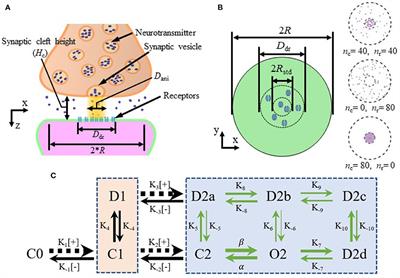 Computational modeling of trans-synaptic nanocolumns, a modulator of synaptic transmission